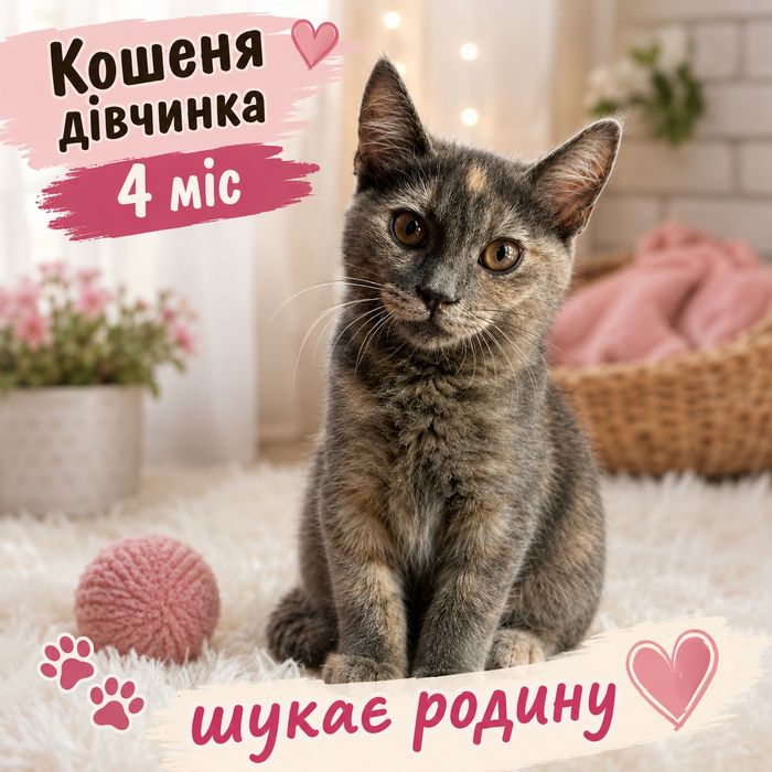 Кошенята шукаю родини кошенятам знайдені на вулиці
