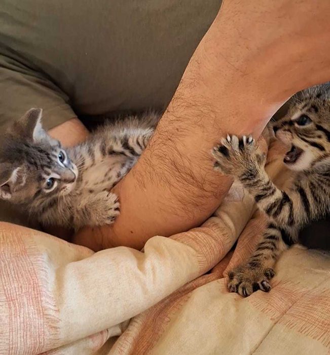 Gatos para adopção