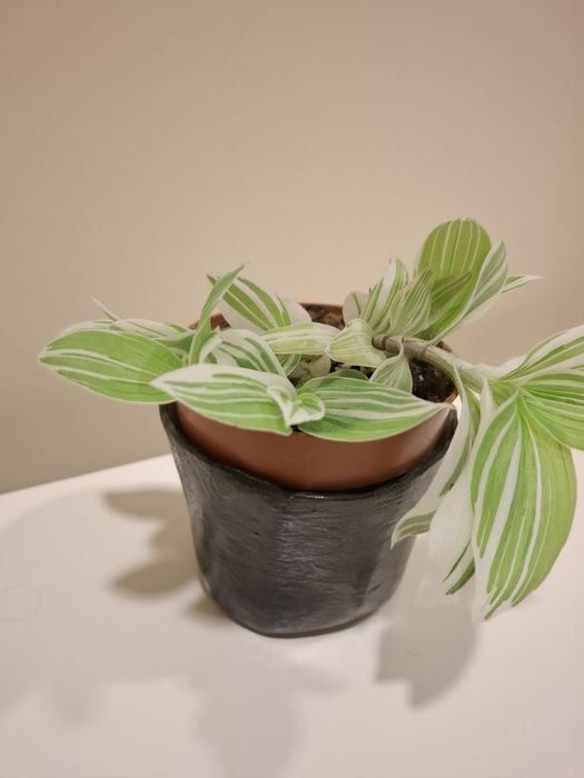 Roślina doniczkowa Trzykrotka zielono-biała, piękna