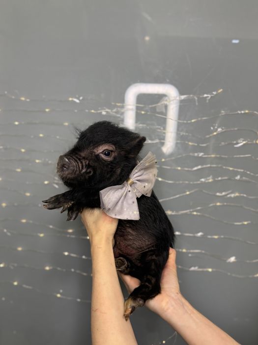 Красунчик міні піг Шварц Піггер