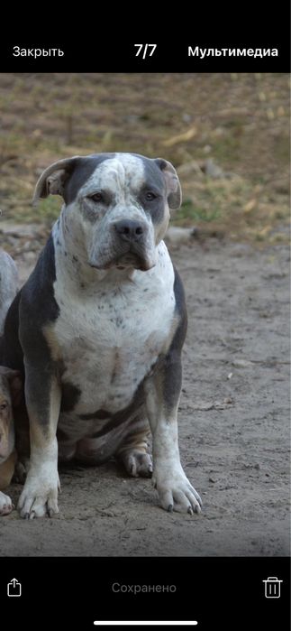 Американский булли девочка в типе стандарт