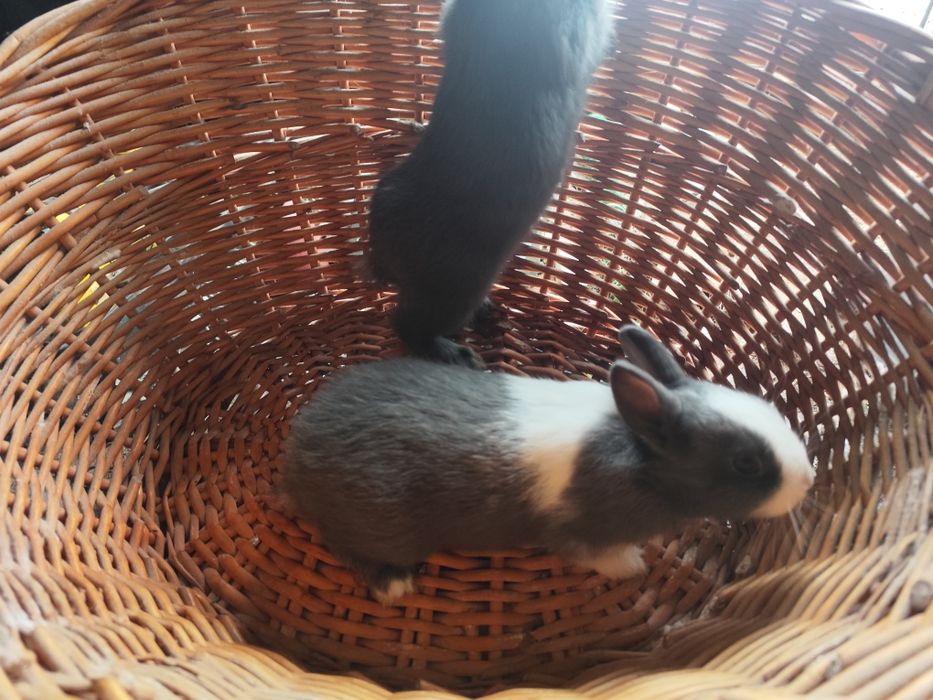 Coelhos anões holandês