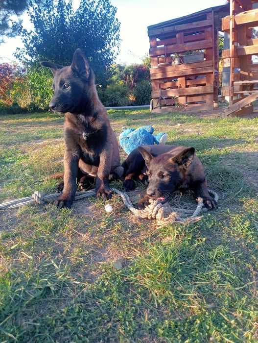 Owczarek belgijski malinois