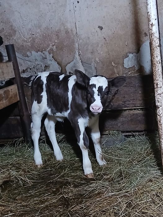 Продам  теличку  .        .