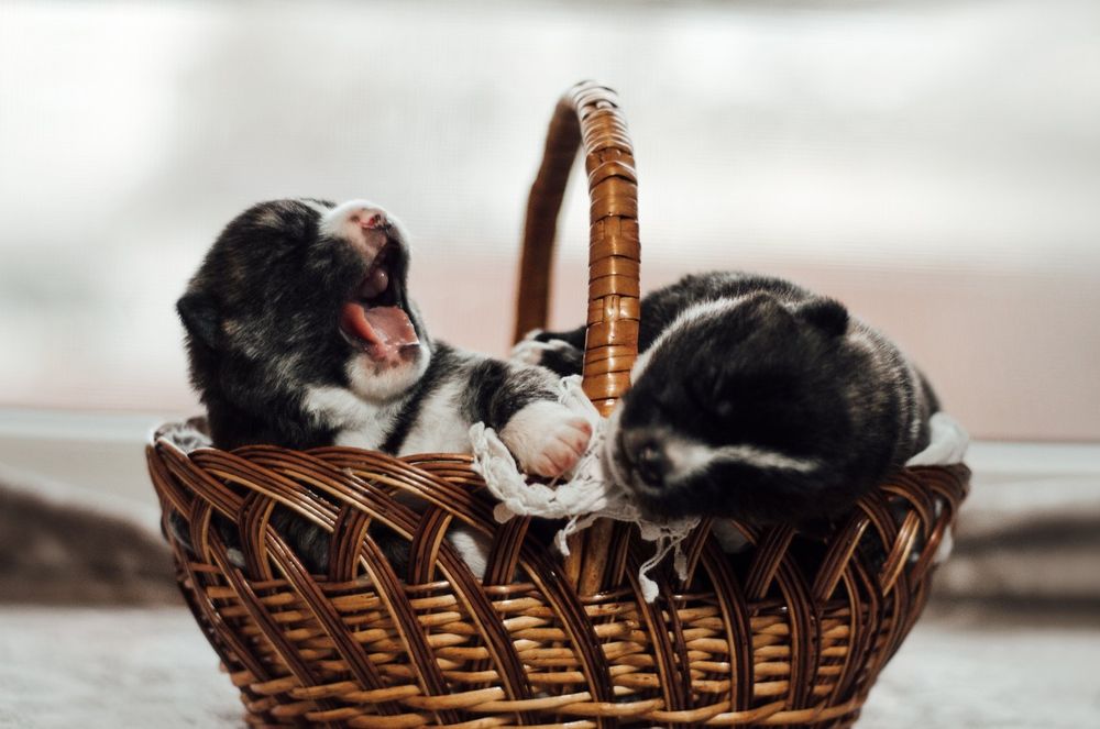 Акита ину з документами