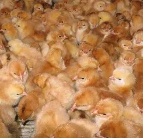 добове курча Триколор