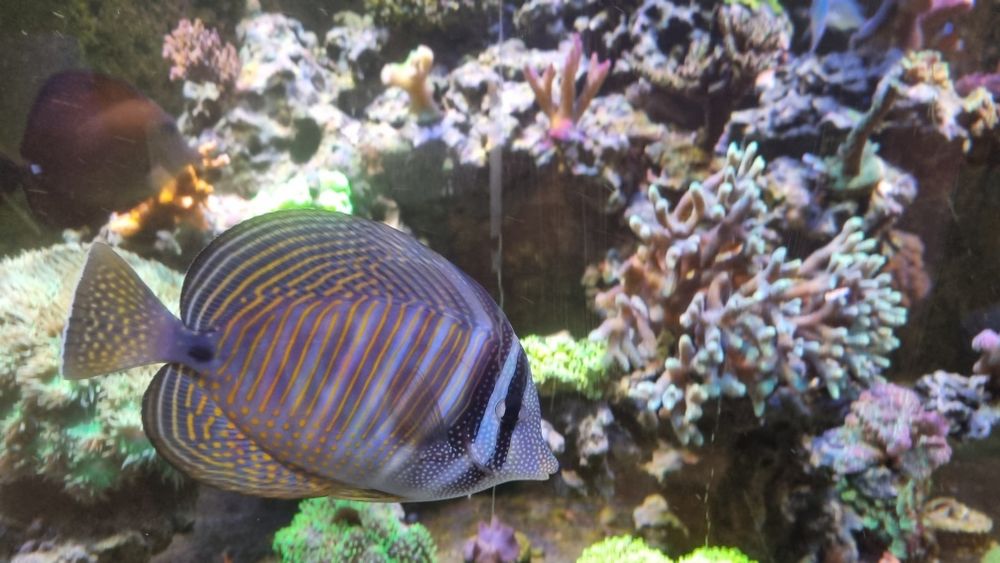 Sprzedam zebrasome desjardini lub wymienię na koralowce