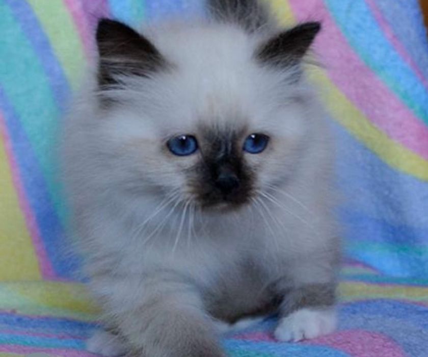 Регдолл неймовірна порода