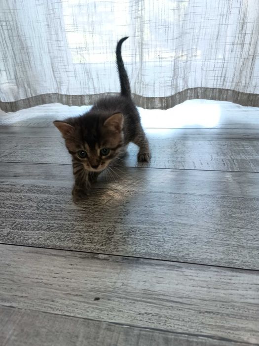Кошенята в добрі руки