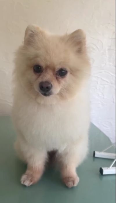 Померанский шпиц вязка