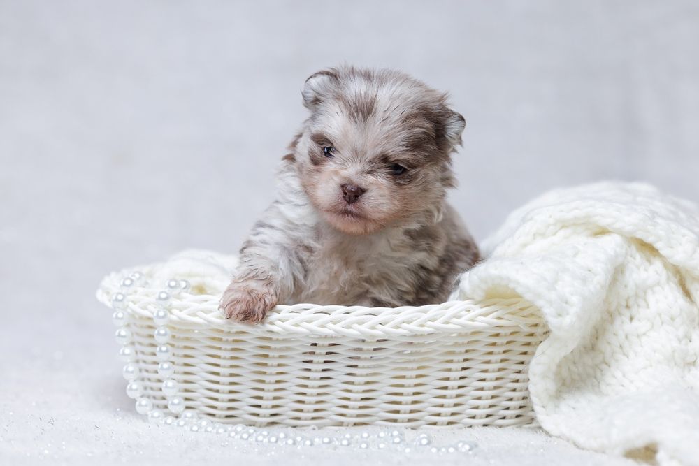 Szpic miniaturowy*Pomeranian* Chłopczyk CHOCO MERLE