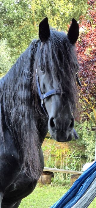 fryz ogier kon  klacz