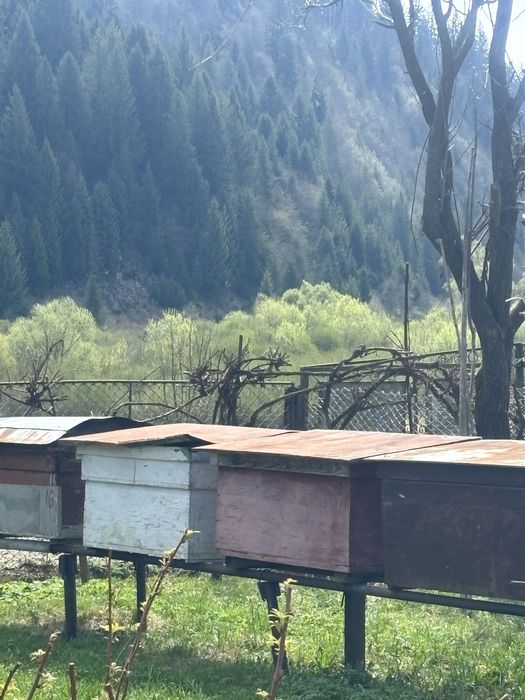 Вулики вулик для бджіл