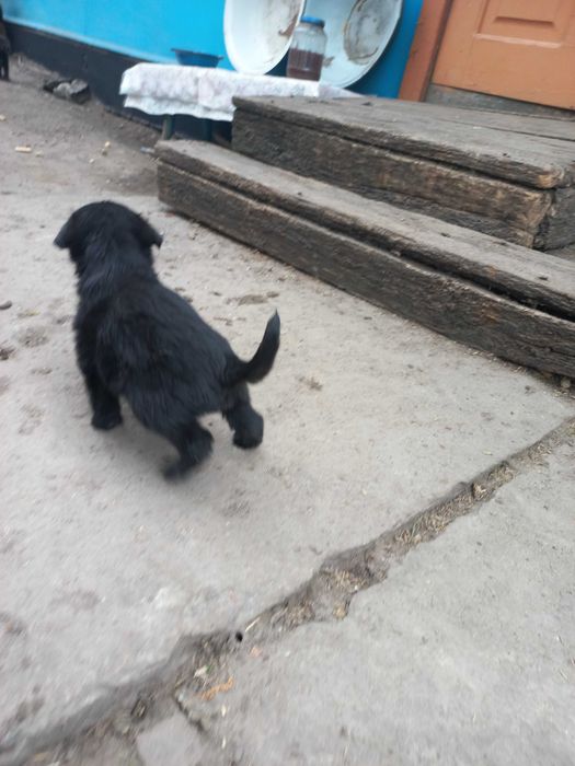 Собачка чорний хлопчик безкоштовно