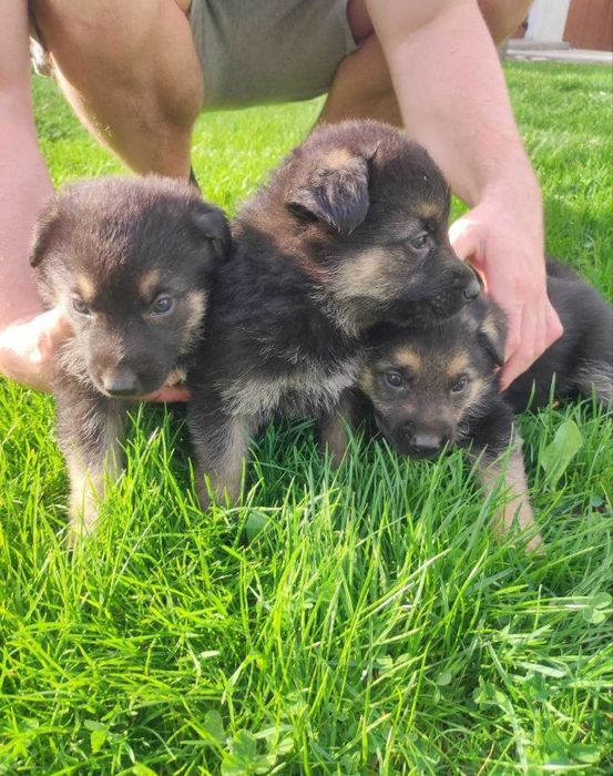 Продам німецькі вівчарки