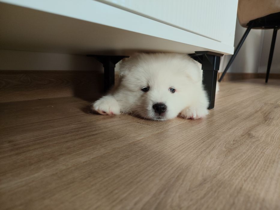 Samoyed szczenię ZKwP FCI