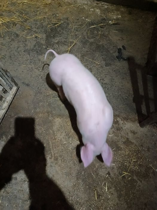 Поросята ландрас+ петрен