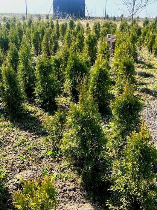 СМАРАГД Туї Смарагд, туя