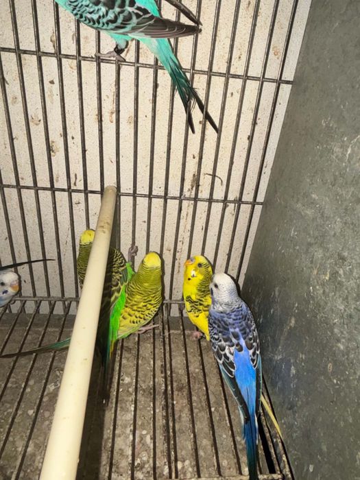 Periquitos disponiveis  excelente qualidade