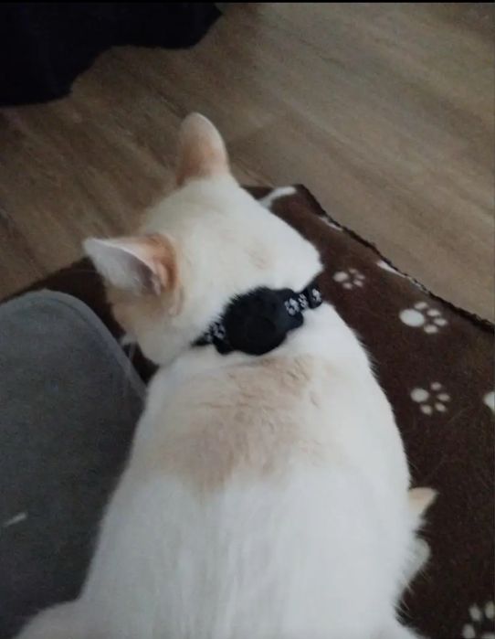 Coleira de localizacao para caes e gatos GPS