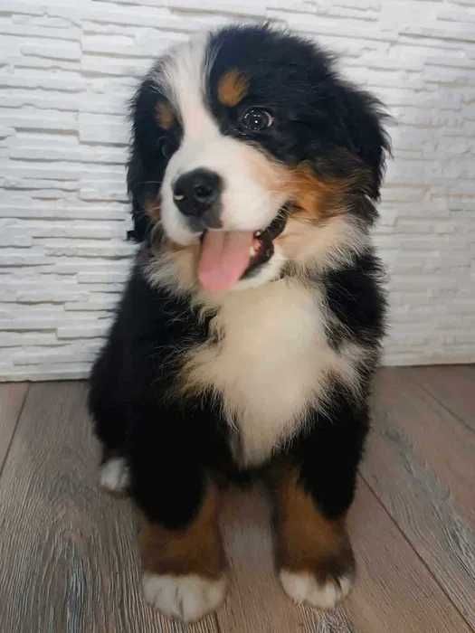 Bouvier Bernois disponível