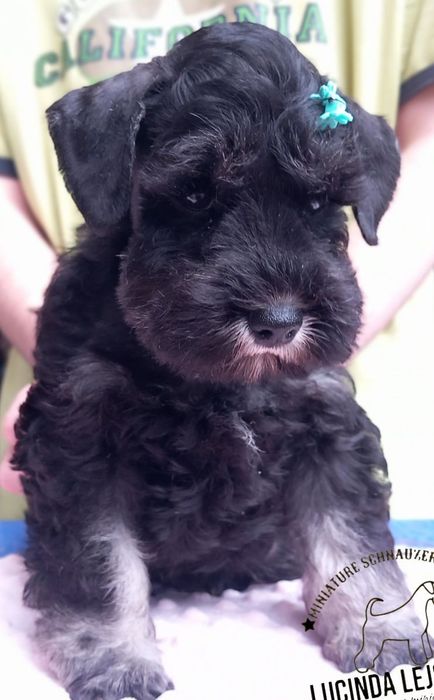 Sznaucer miniaturowy pieprz i sól