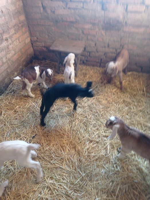 Продаються козенята