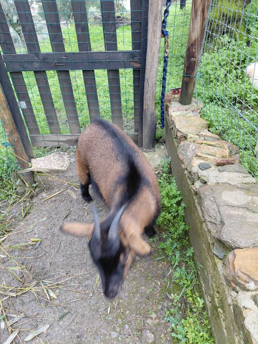 Cabrinhas Anãs para venda ou troca.