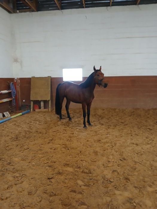Ogier 03.2023 170cm