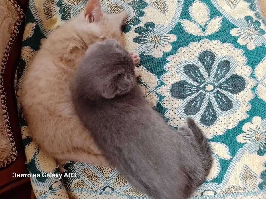 Кошенята хлопчики веслоухие и прямоухие