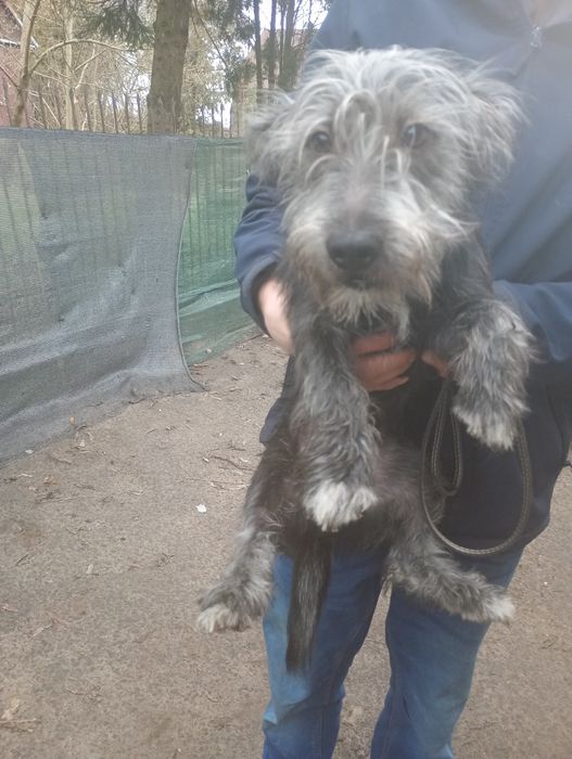 Oddam za darmo w dobre ręce