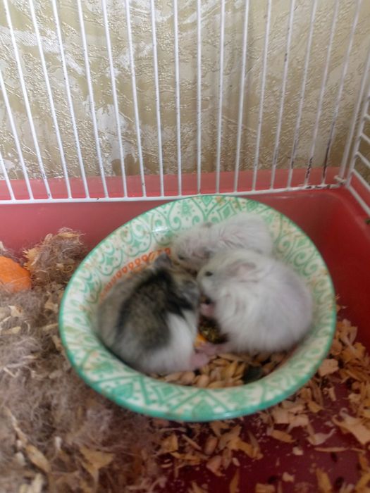 Джунгарские хомячки