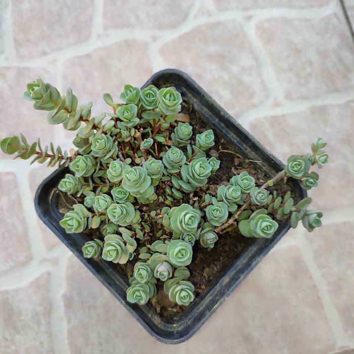 Набір садових очитків.