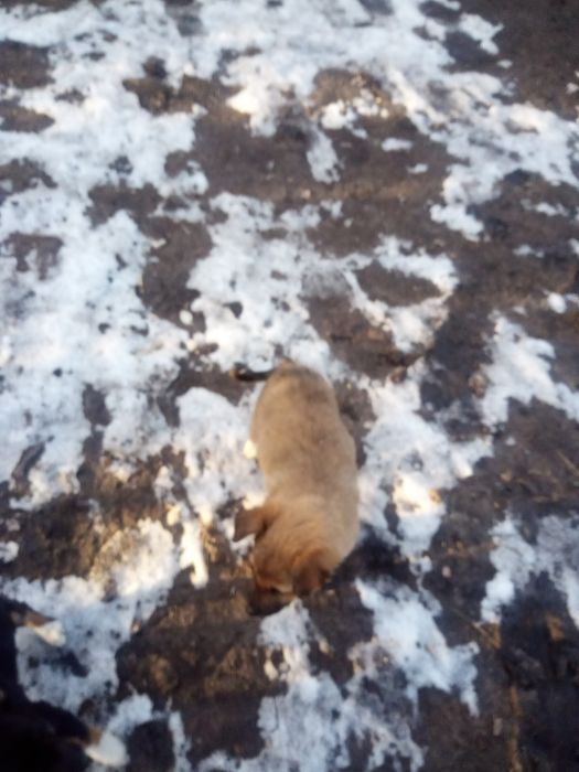 Відам цуценят в добрі руки