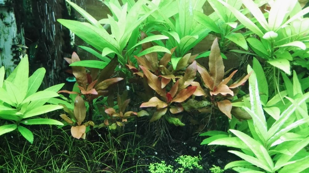 Pack de plantas para aquário - 3, 5, 9 ou 15 espécies