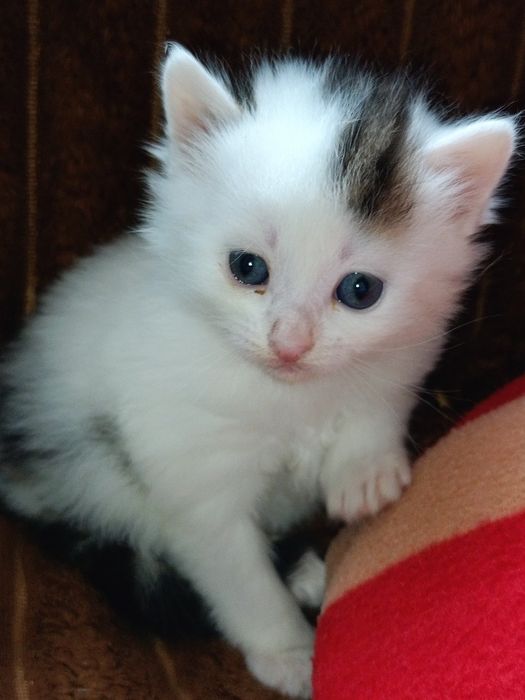 Віддам в добрі руки котиків