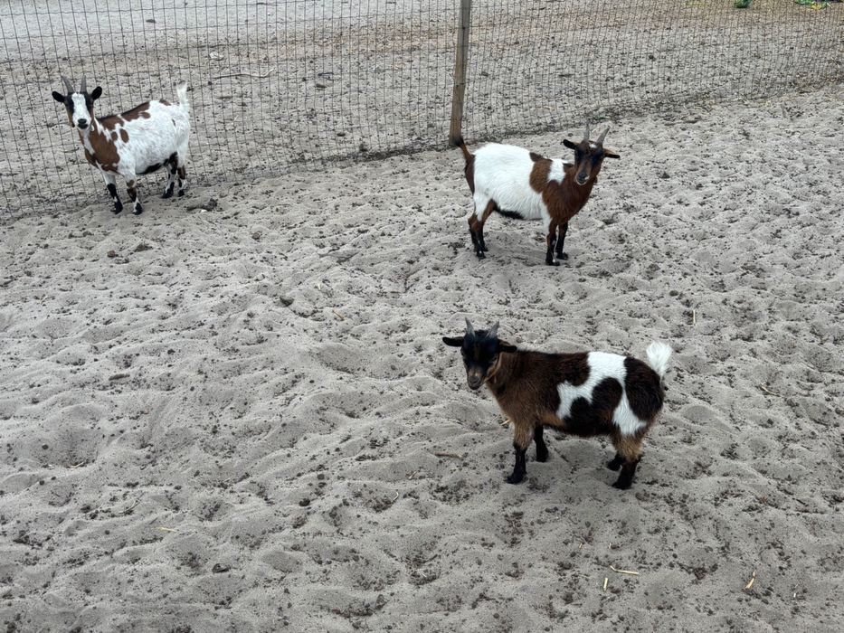 Cabras anãs bebés