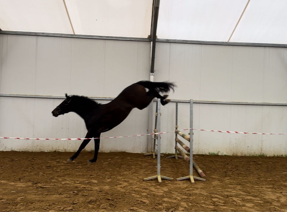 Walach hannowerski po Stakkato