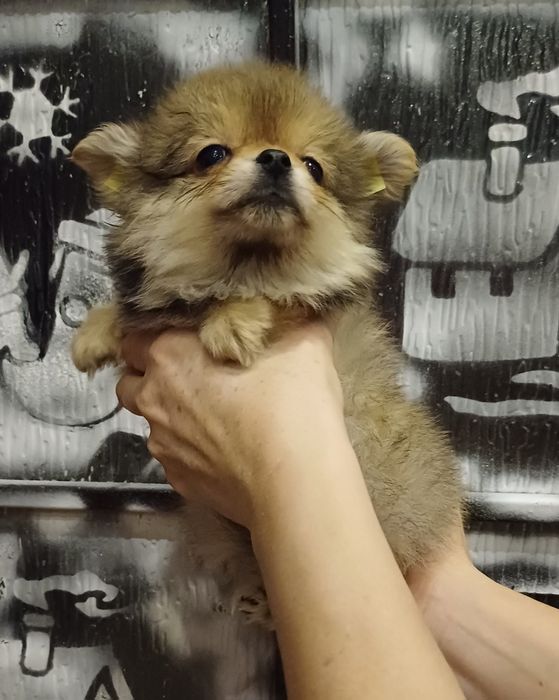 Новорічна акція на Новий Рік.