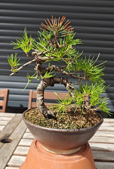 Bonsai Pinus Sylvesteris