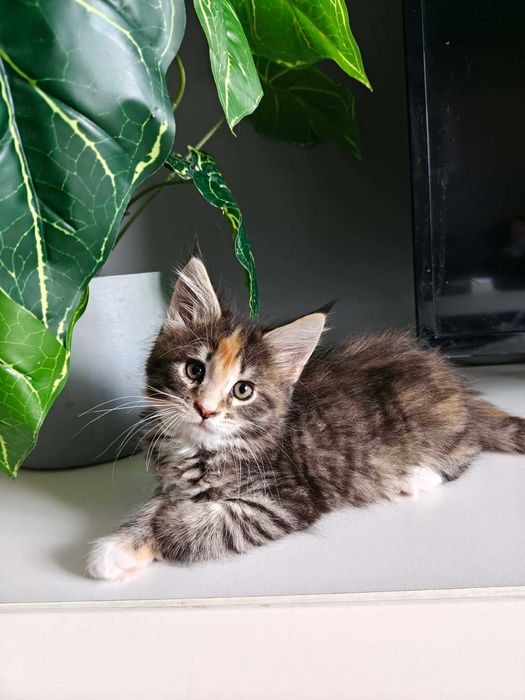 Kotka Maine Coon