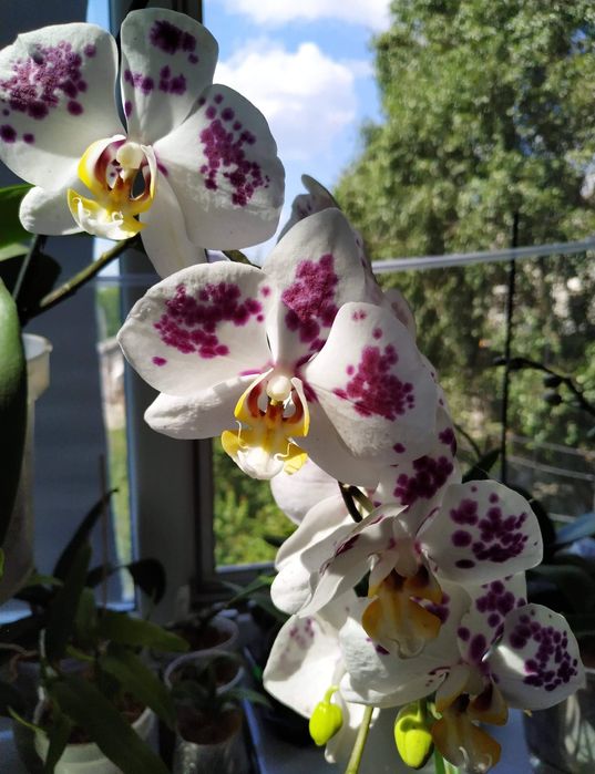 Продам домашні сортові орхідеі