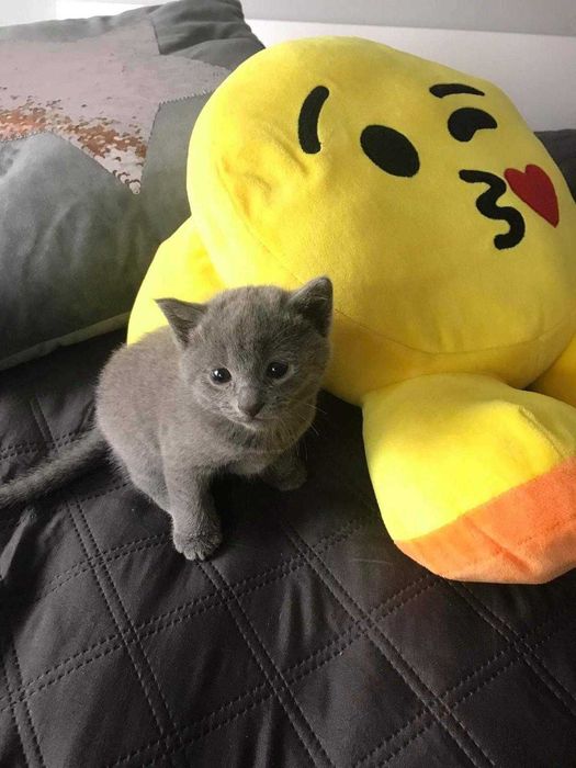 Kociak rosyjski niebieski z Rodowodem World Cat Federation