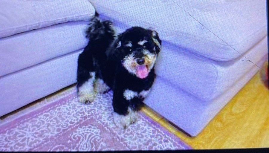 ВЯЗКА ! Мальтипу