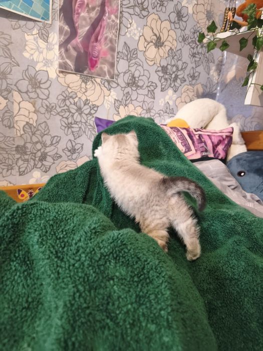Продам котика шотландець