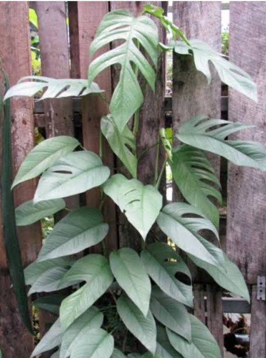 Єпіпремнум "Себу Блю" та монстера "Адомсоні"