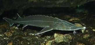 Jesiotr Albinos , Sterlet , Siewruga