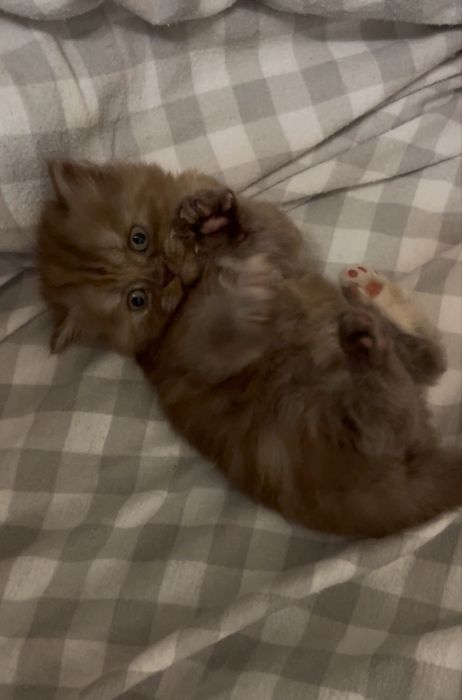 Кошеня Скоттіш-страйт