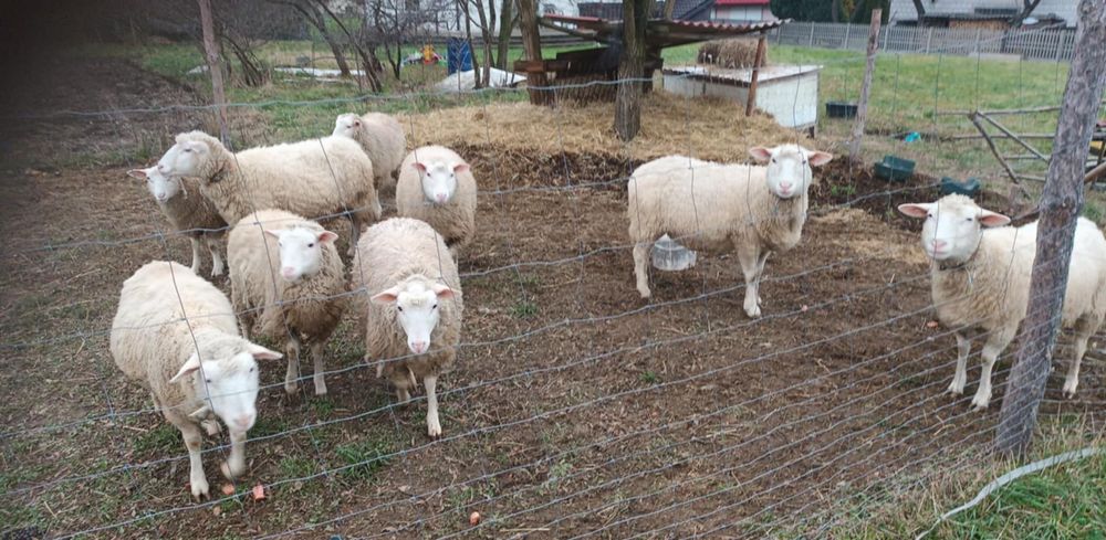 Owce Olkuskie kryte Berrichonem