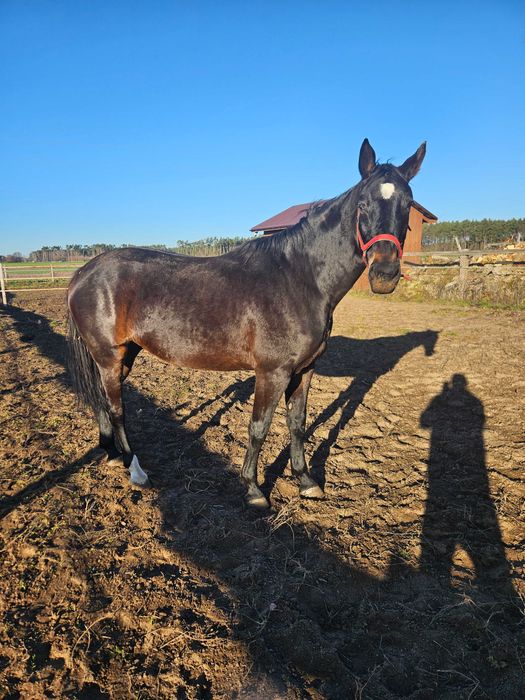 Klacz Wlkp. z licencją. REZERWACJA